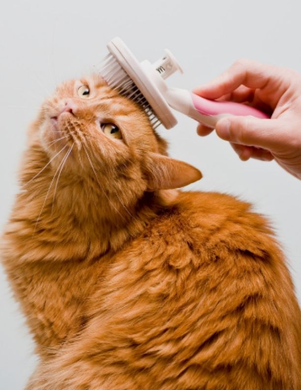 Pet Grooming in Whitefield